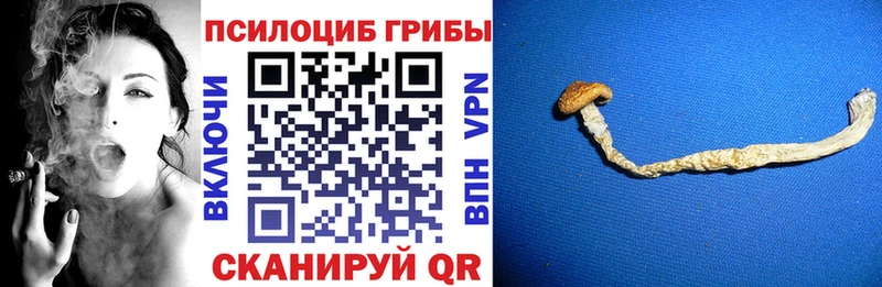 наркота  Зуевка  маркетплейс официальный сайт  Псилоцибиновые грибы GOLDEN TEACHER 